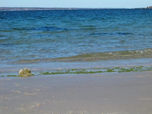 Carters Beach Green Algae