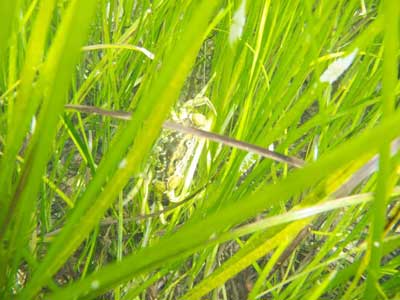 eel-grass-jackies-island-2011-woods-symington