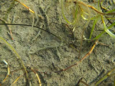 eel-grass-spectacale-island-2011-woods-symington