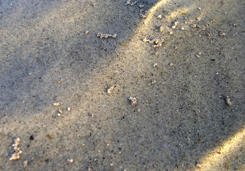 Fish waste on Summerville Beach