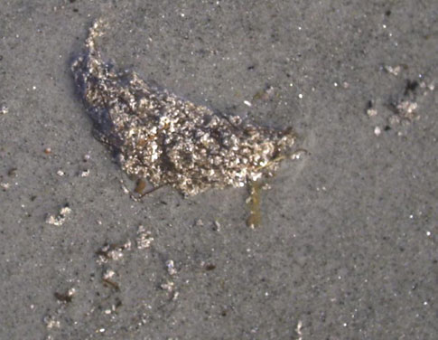 Fish waste on Summerville Beach