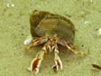 Acadian hermit crab