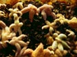 Sea stars and mussels