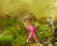 Blood sea star