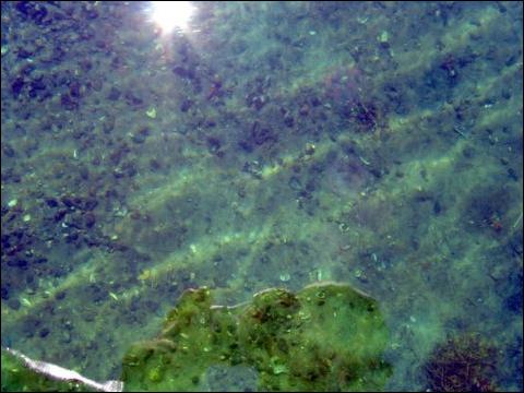Murky waters
