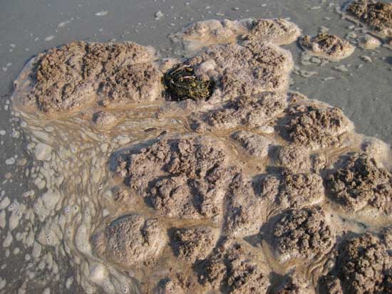Summerville Beach - closeup of brown foam washing onshore Aug 13, 2012